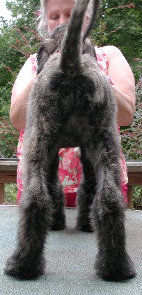Pink-BlkMskSilver BrindleGirlR12wks.jpg - 32.46 K